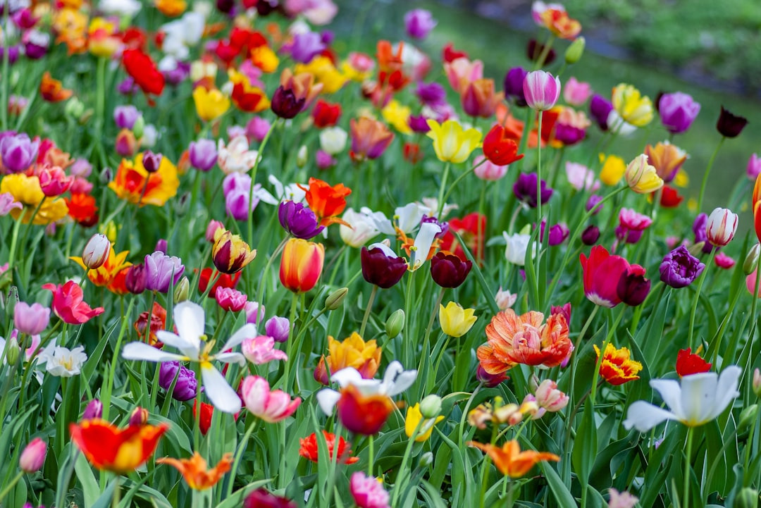 Ein lebhaftes Feld mit bunten Tulpen in verschiedenen Farben, darunter Rot, Gelb, Lila, Rosa und Weiß, wächst auf grünem Gras.